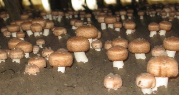 图片4.jpg 图片4.jpg