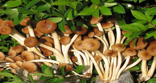 图片5.jpg 图片5.jpg