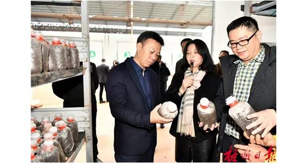 梧州市委书记蒋连生到上品荟食用菌基地调研